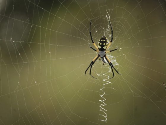 Приметы про пауков
