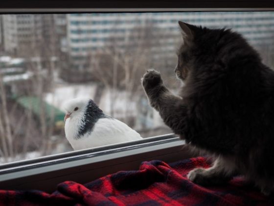 golub betsya v okno