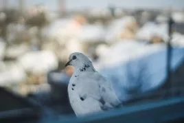 К чему голубь залетает в окно