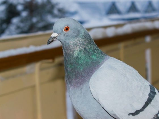Сизый голубь на карнизе за окном