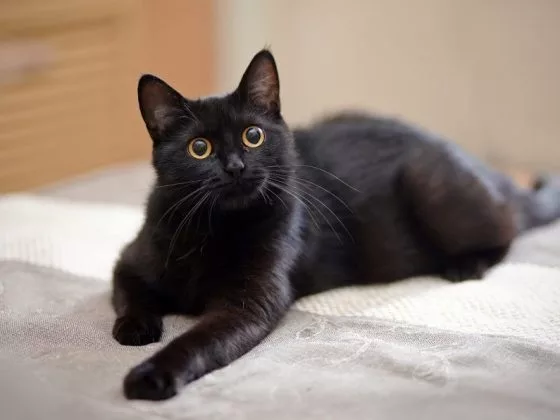 Приметы про черного кота