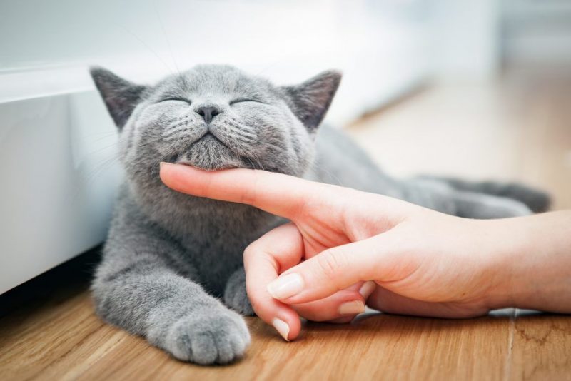 может уход кошки из дома связан со смертью близкого человека может уход кошки из дома связан со смертью близкого человека