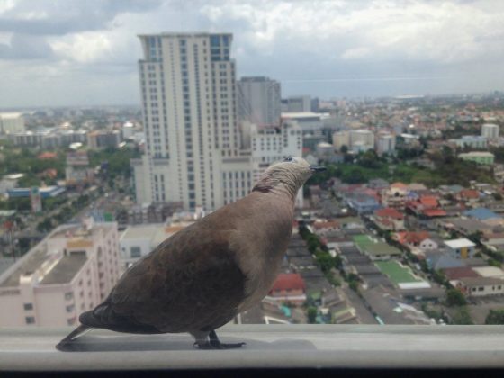 ptica sela na okno ili podokonnik