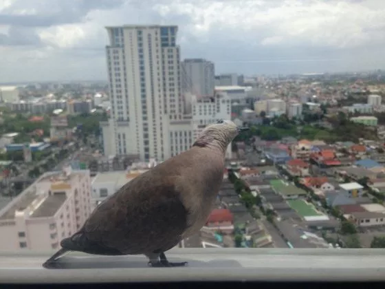 Птица села на окно или подоконник