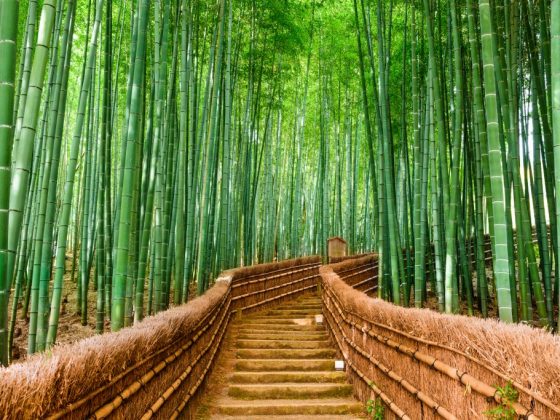 Бамбук лаки количество что значит. bamboo. Бамбук лаки количество что значит фото. Бамбук лаки количество что значит-bamboo. картинка Бамбук лаки количество что значит. картинка bamboo.
