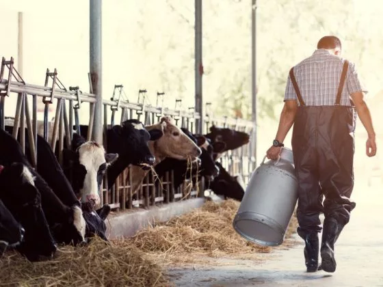 Доить стадо коров – к большим переменам