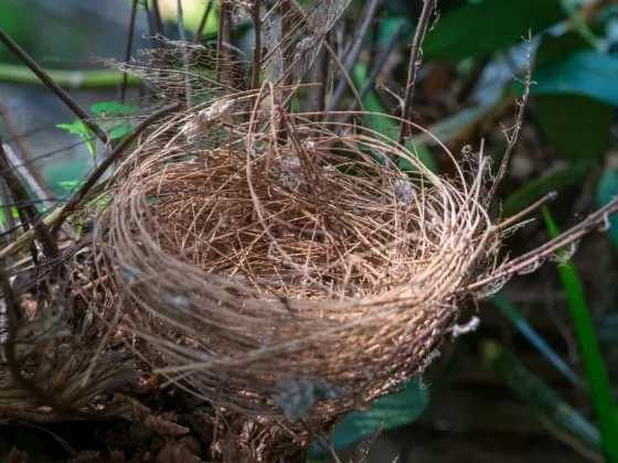 Гнездо символизирует вступление в брак