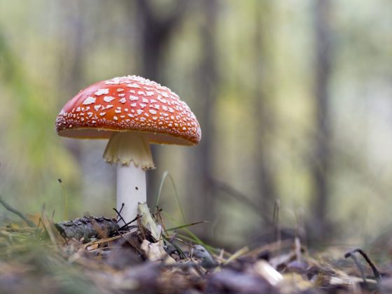 Ядовитые грибы символизируют месть