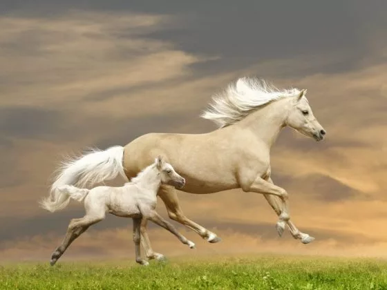 Если лошадь скачет вместе с жеребенком во сне, то исполнится мечта