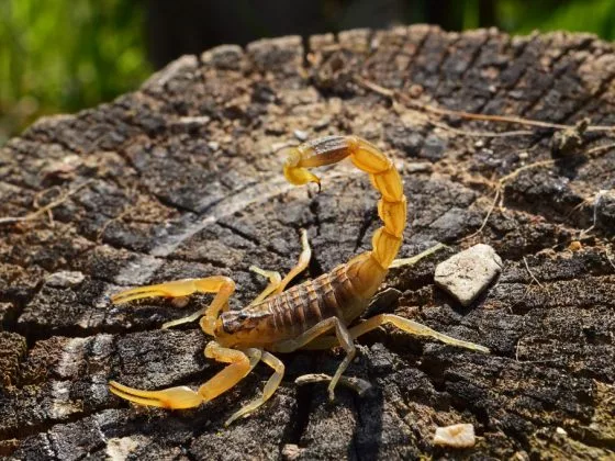 По соннику Ванги, скорпионы связаны с финансовой сферой