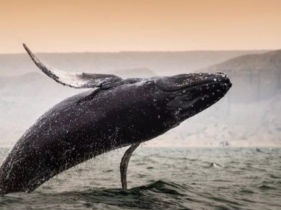 Приснился кит мужского пола – к бурному роману