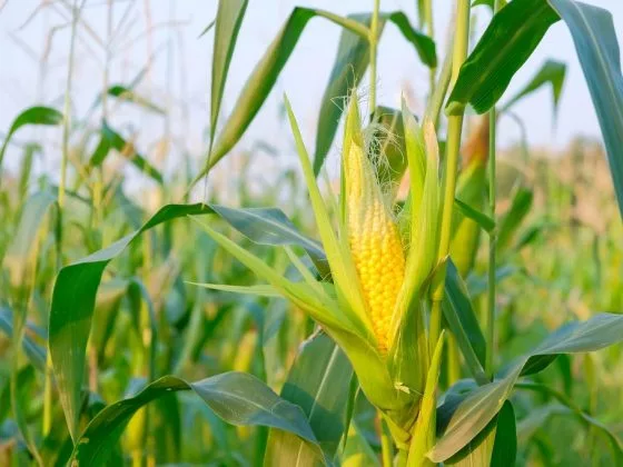 Цветущая кукуруза предвещает осуществление задуманного