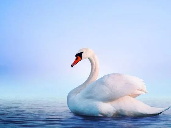 По соннику Эзопа, белый лебедь сулит знакомство с добрым человеком