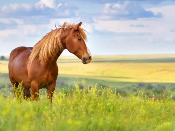 Лошадь может предвещать знакомство