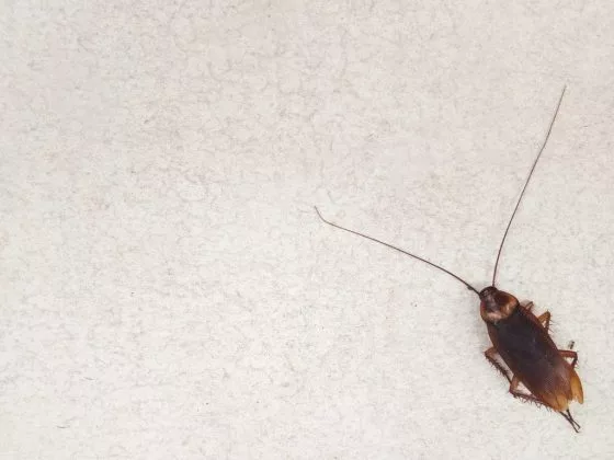 Тараканы предупреждают сновидца о возможных интригах на работе
