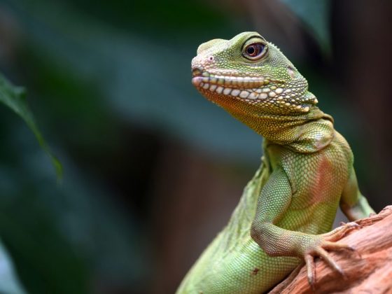 К чему снятся ящерицы во сне женщине