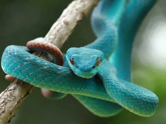 Спящая змея сулит большое везение