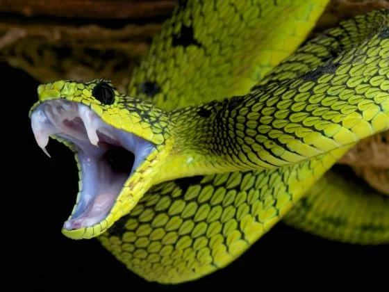 Змея снится тревожным людям