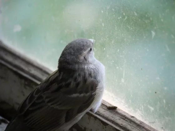 Птицы, которые бьются в окно во сне, предвещают трагедию и смерть