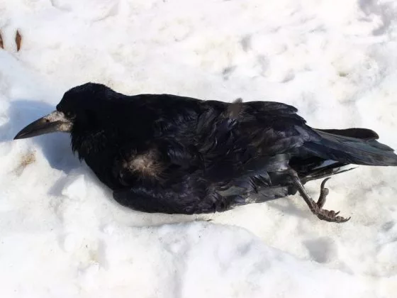 Мертвая птица сулит депрессию