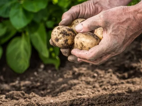 Сажать картошку во сне – благоприятный знак