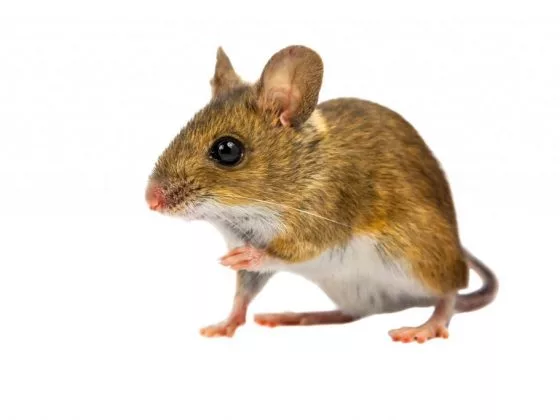 Мыши не сулят хорошего
