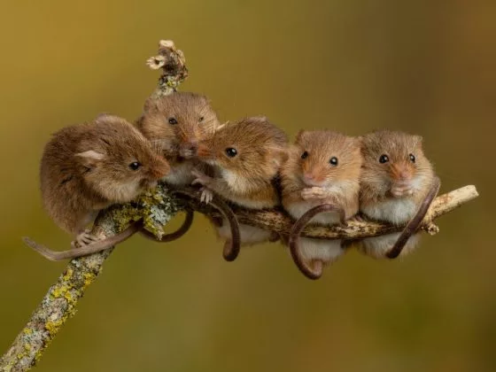 Мыши могут предвещать разлад в семье