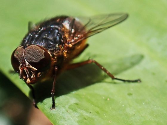 Что значит сон про рой мух — 30 разных трактовок по сонникам