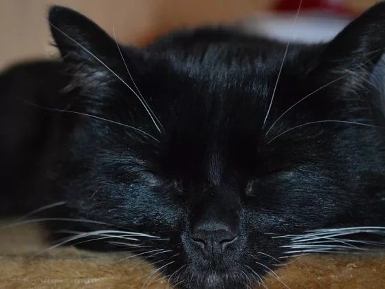 Черная кошка в доме: какие существуют приметы
